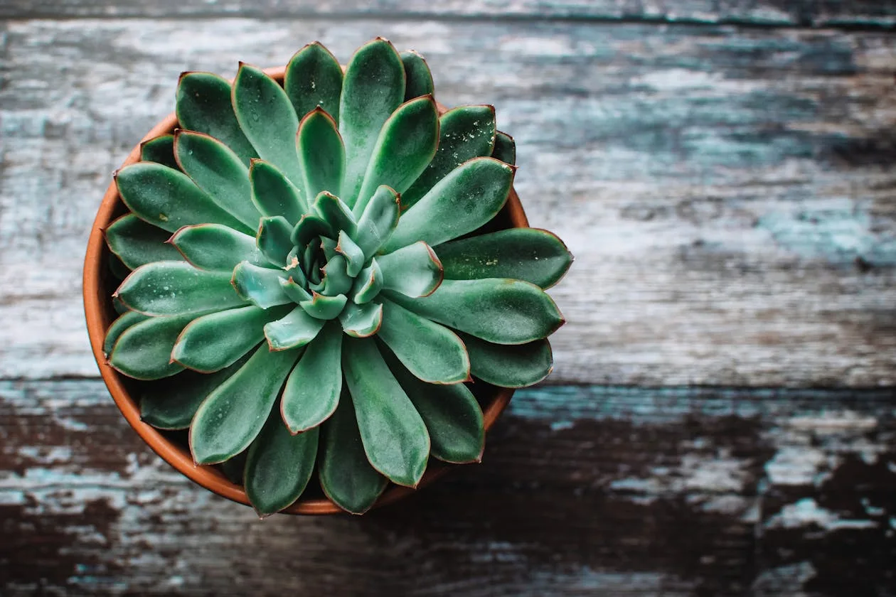 A green orchid plant growing in a terracotta pot