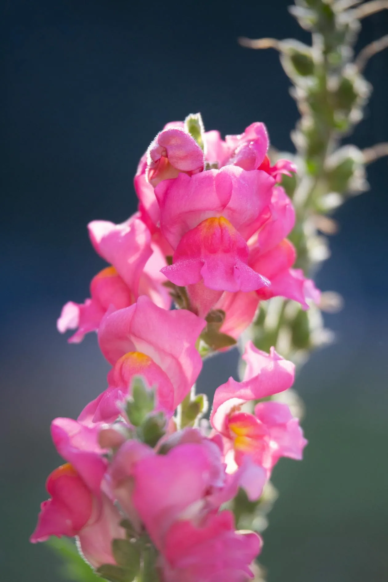 Close-up of pink snapdragon flowers in bloom against a blue sky