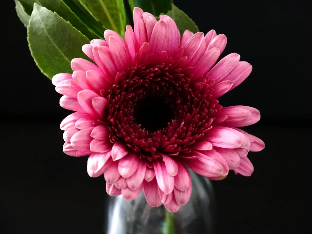 Close-up of a vibrant pink gerbera daisy in a glass vase