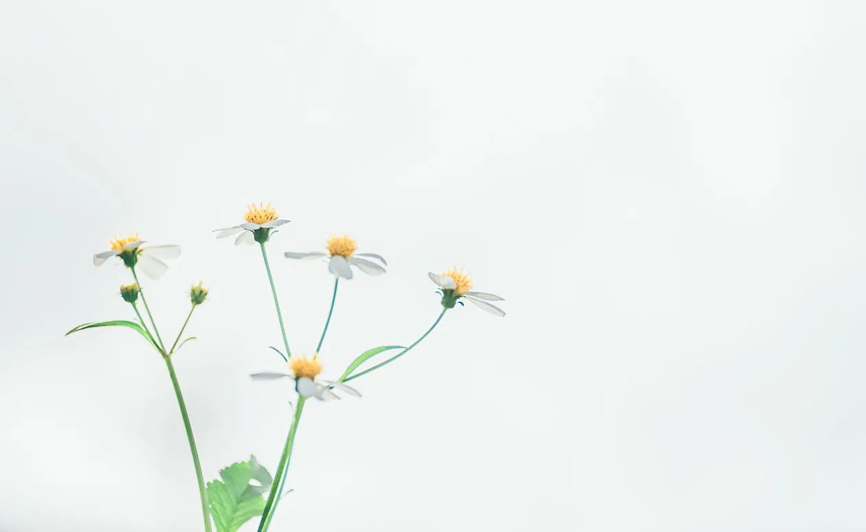 Shallow focus of delicate small white flowers on soft-focus background