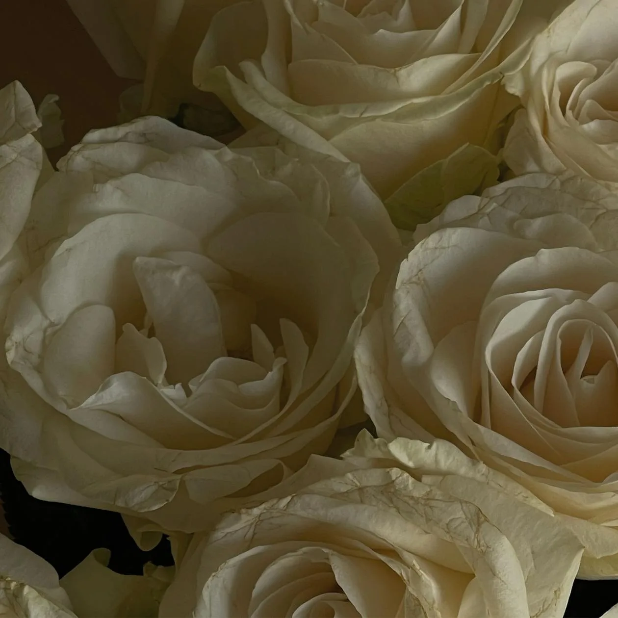 A full arrangement of pure white roses in full bloom