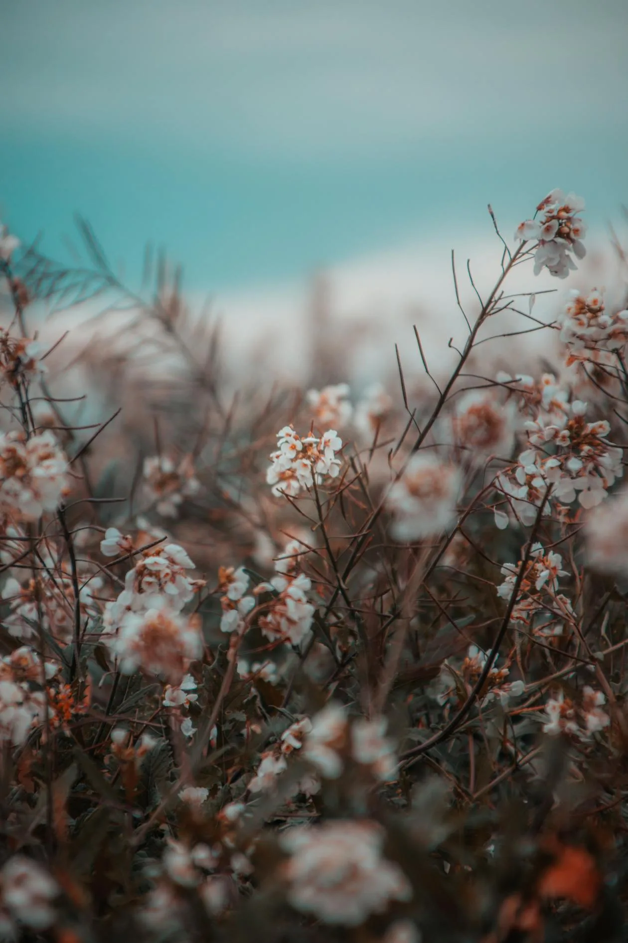 A close-up of soft white flowers in dreamy natural light