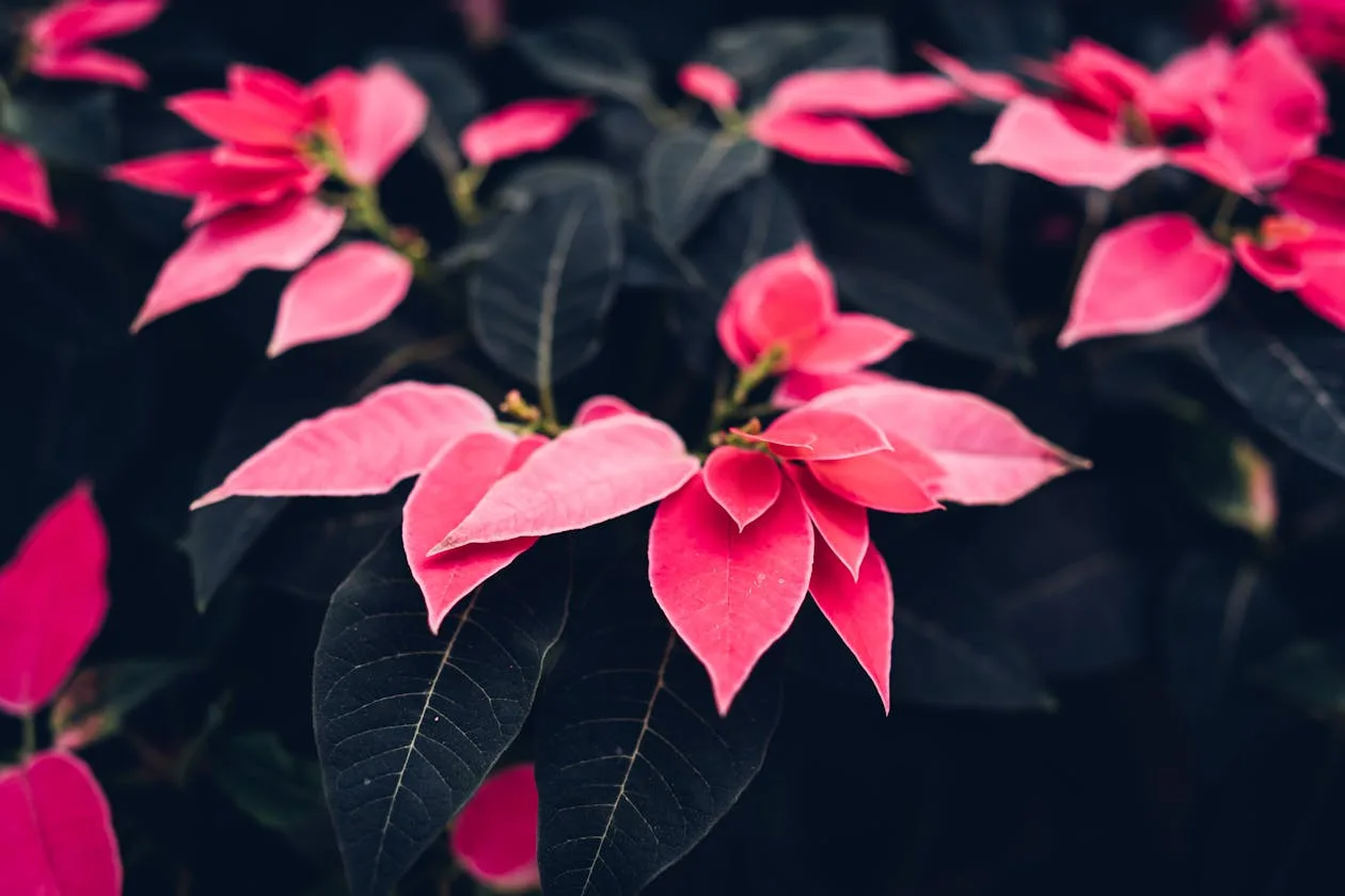 Close-up of vibrant red poinsettia flowers with dark green leaves