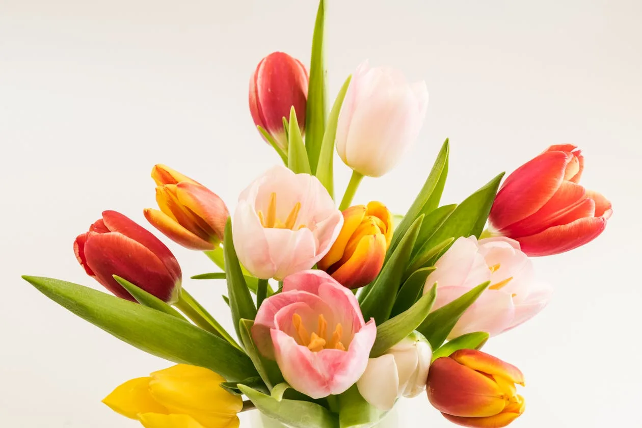 A colourful arrangement of red and pink tulip flowers in spring