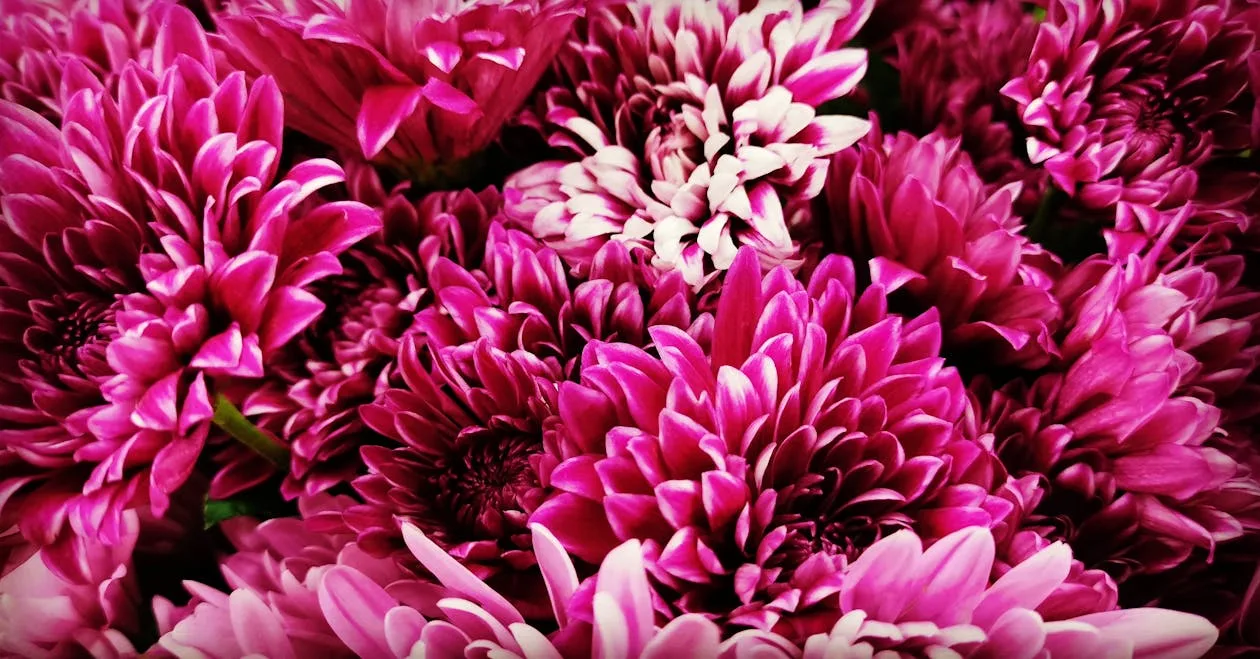 Close-up of vibrant magenta chrysanthemum flowers in full bloom