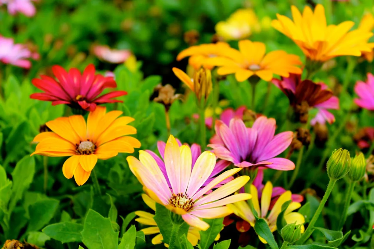 Assorted colourful wildflowers blooming in a lush garden