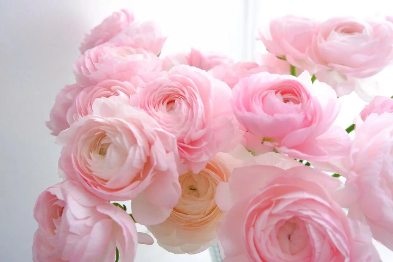 Delicate pink ranunculus blooms in soft pastel tones