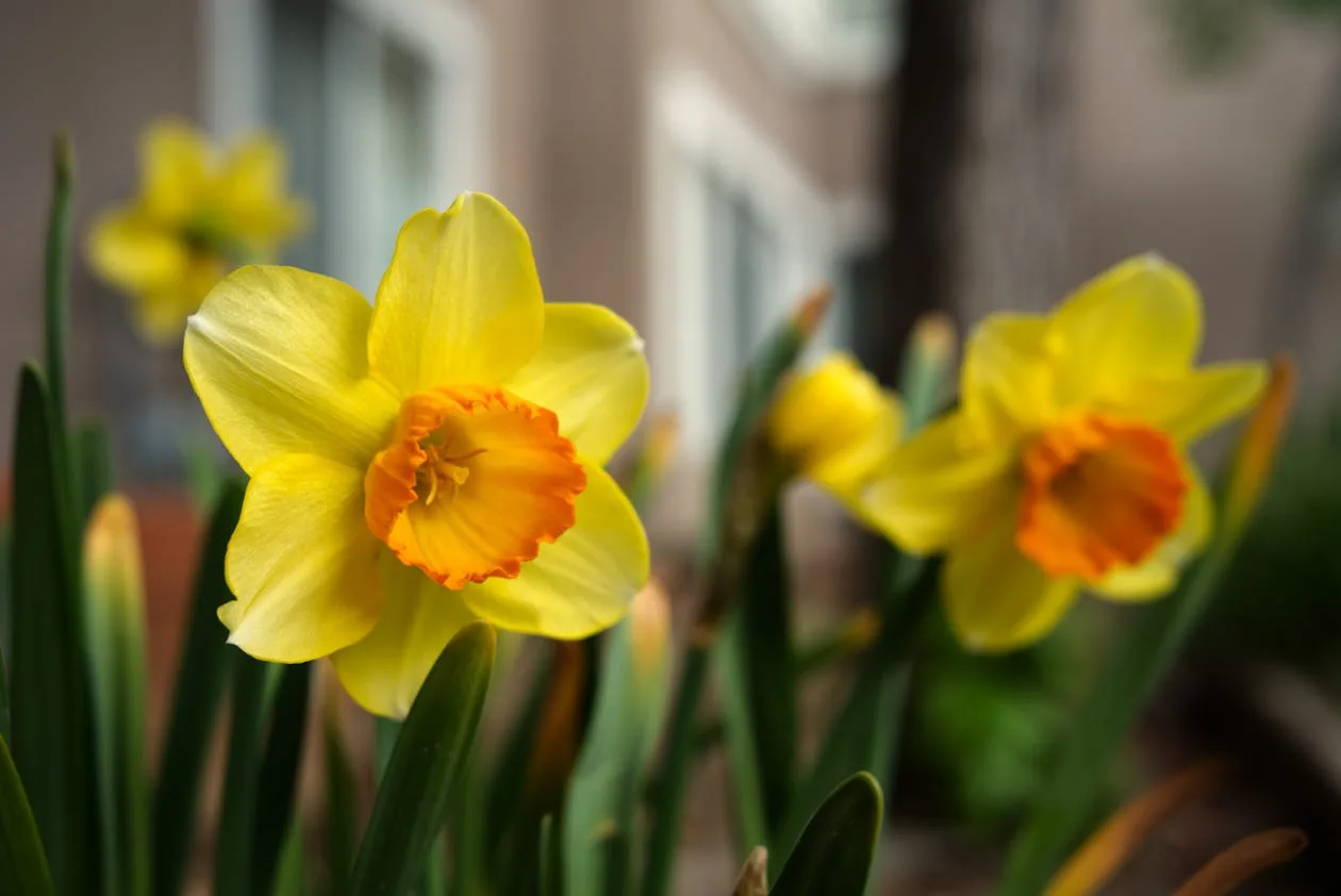 Bright yellow daffodils with orange centres growing in a garden in spring
