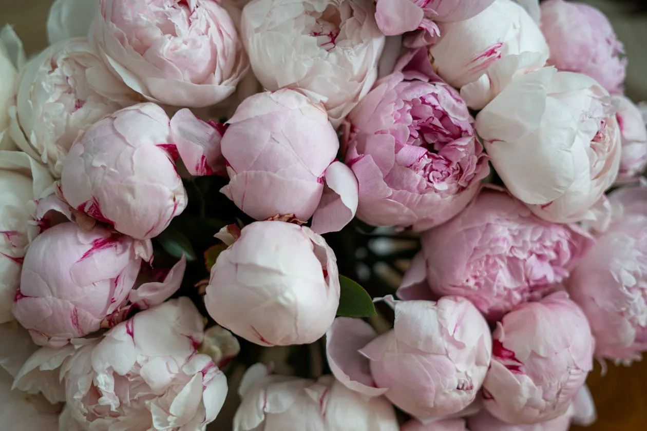 Lush bowl of blush pink peonies at full bloom