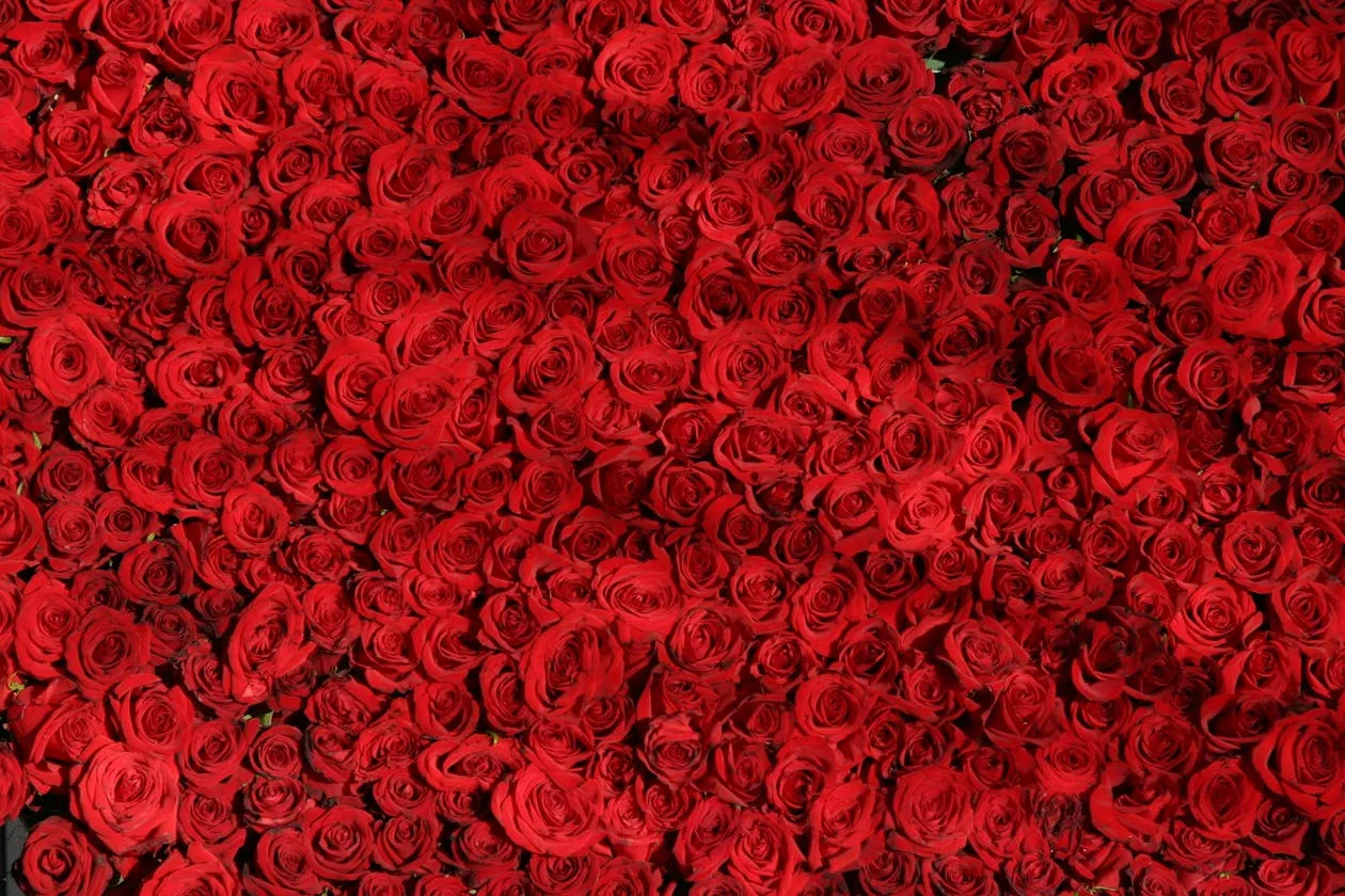 Red roses