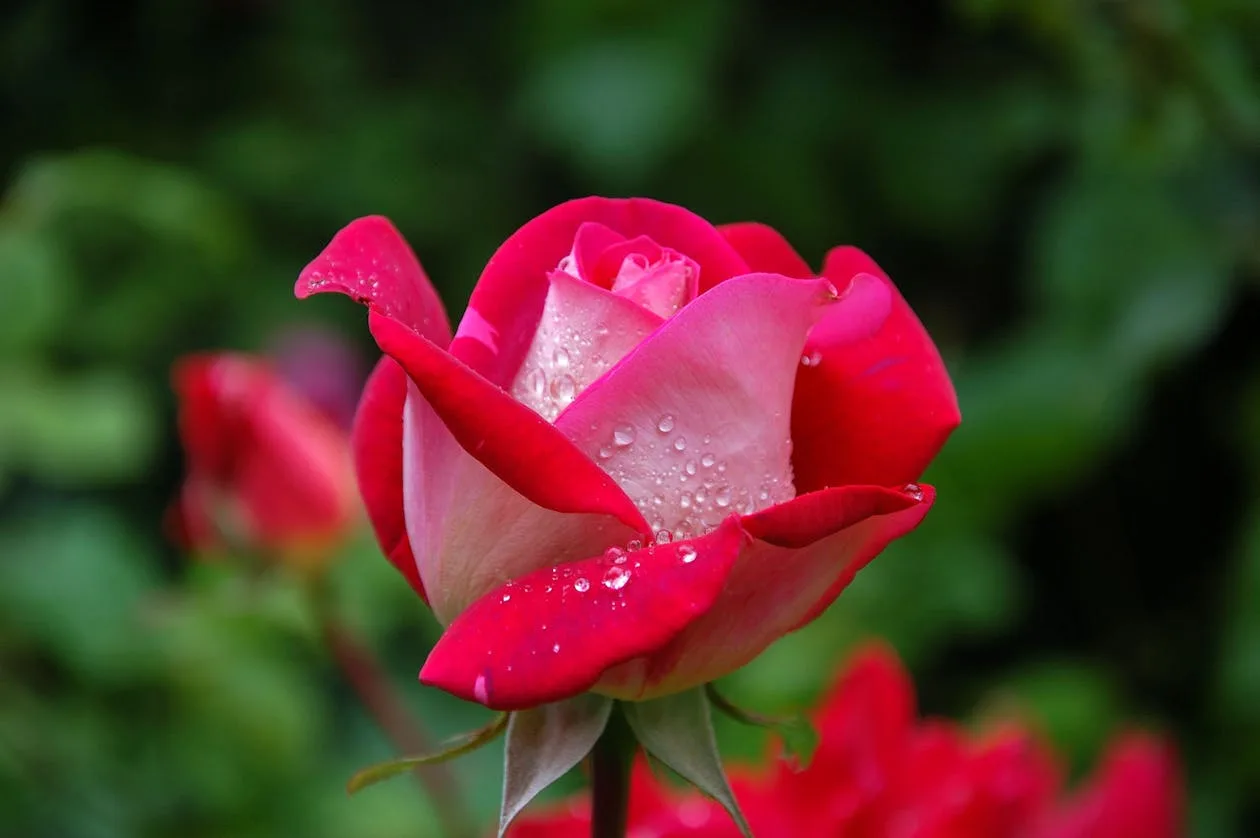 A close-up of a single red garden rose in full bloom
