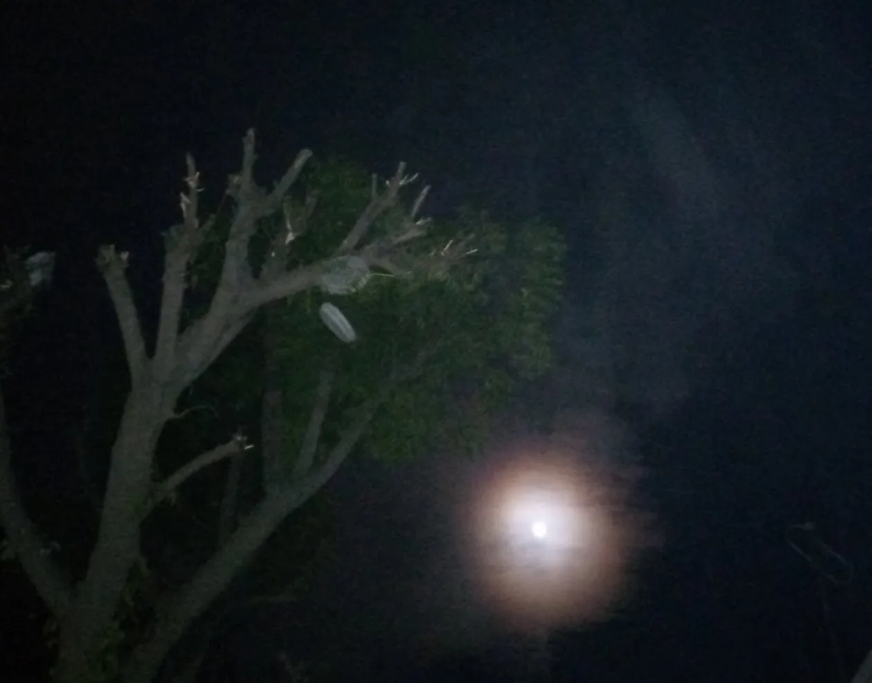 Fresh spring flowers in soft pastel yellows and whites