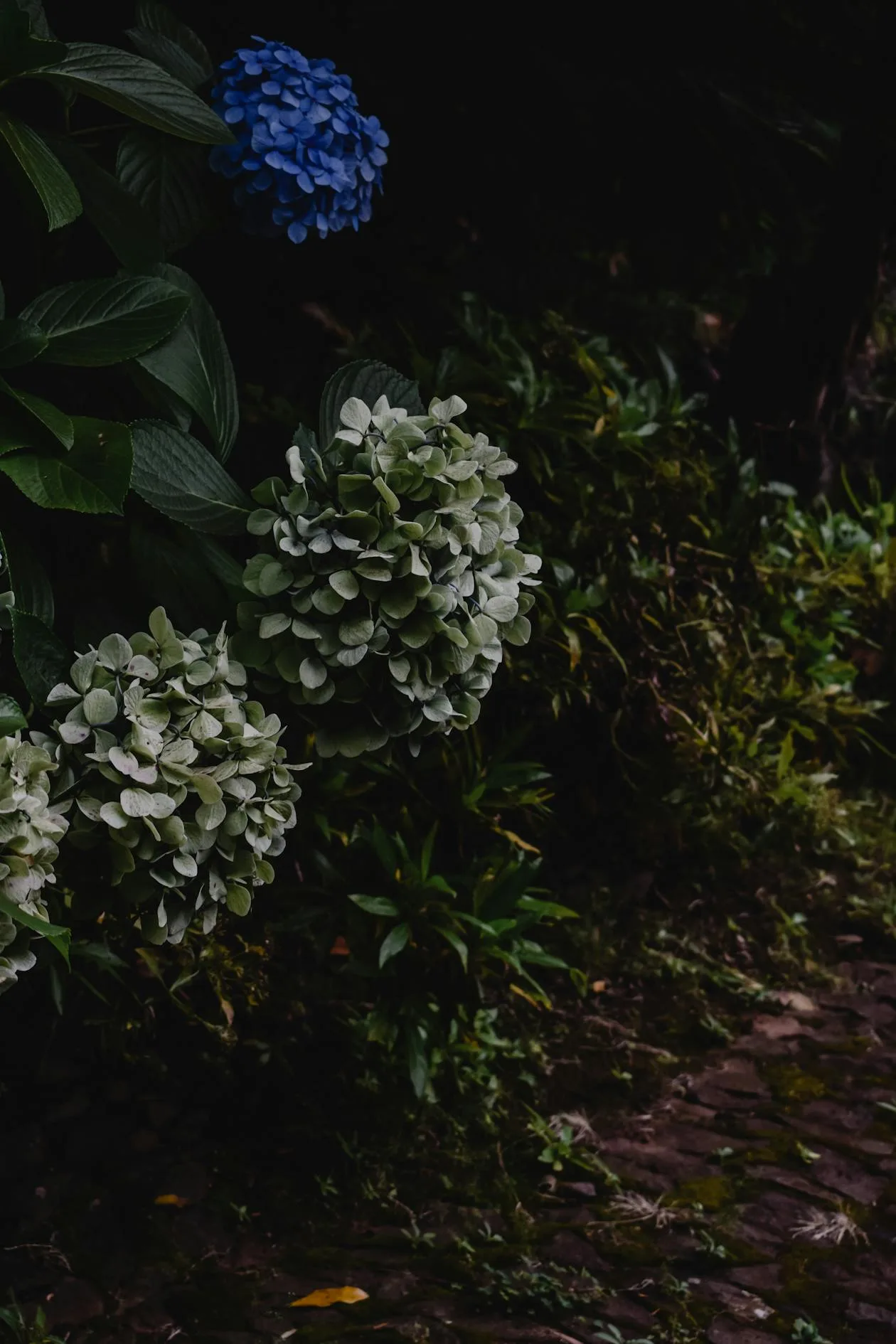 Blue and white hydrangea flower clusters growing in a shaded garden