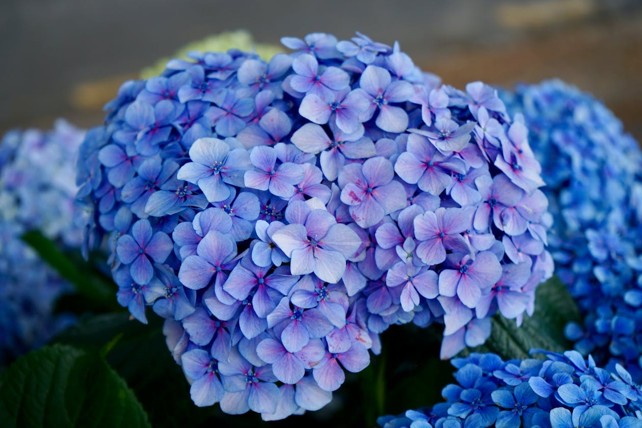 A quintessentially British country garden in full bloom in early summer