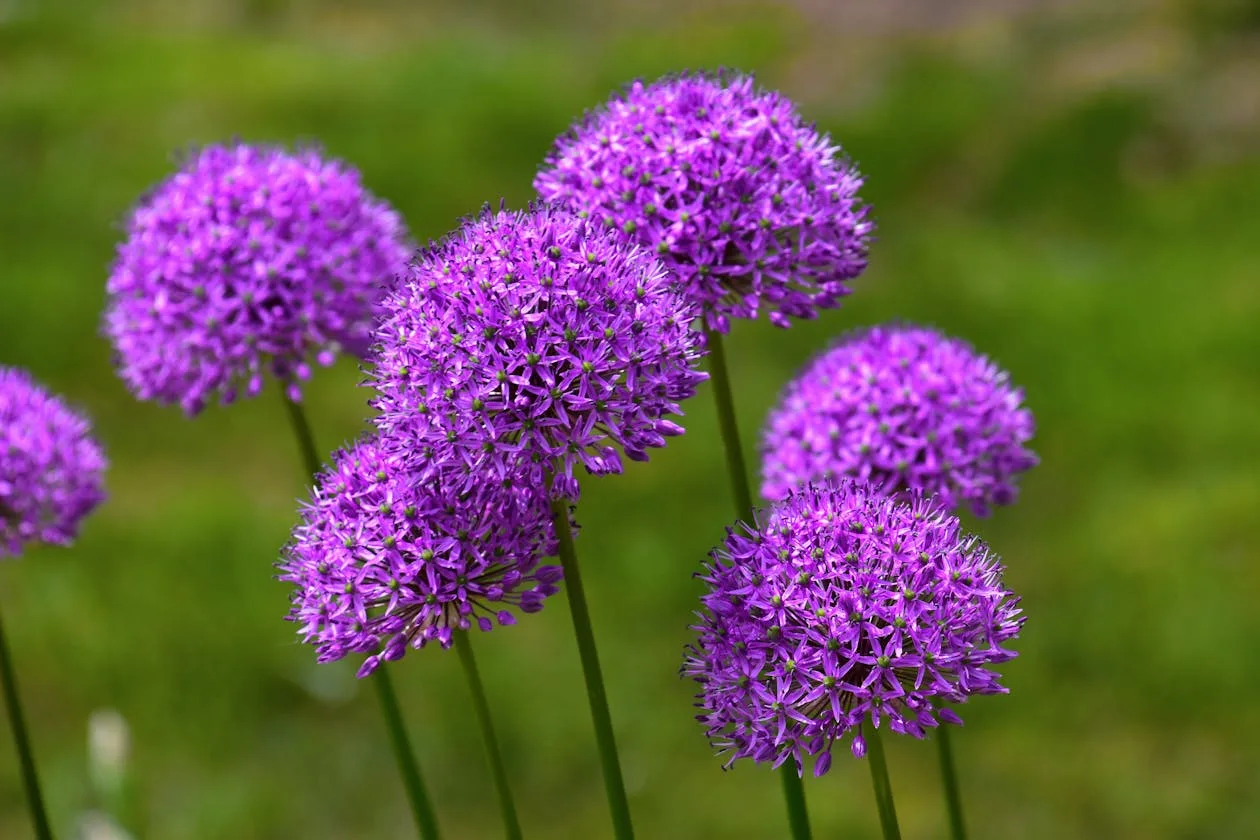Purple spherical allium flowers on long stems against a green background